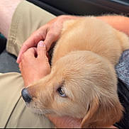 Oaklee joined the competition — help win amazing prizes! candid, car_interior, casual, clothing, cute, dog, furry, golden_retriever, hands, indoor, lap, mammal, menu, paper, person, pet, puppy, seated, shorts, young