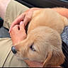 candid, car_interior, casual, clothing, cute, dog, furry, golden_retriever, hands, indoor, lap, mammal, menu, paper, person, pet, puppy, seated, shorts, young