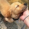 Oaklee is registered to the contest to win money with this photo: adorable, animal, canine, closeup, cute, dog, friendship, fur, golden_retriever, hand, happy, human, nature, outdoor, pet, playful, puppy, water, wet, young