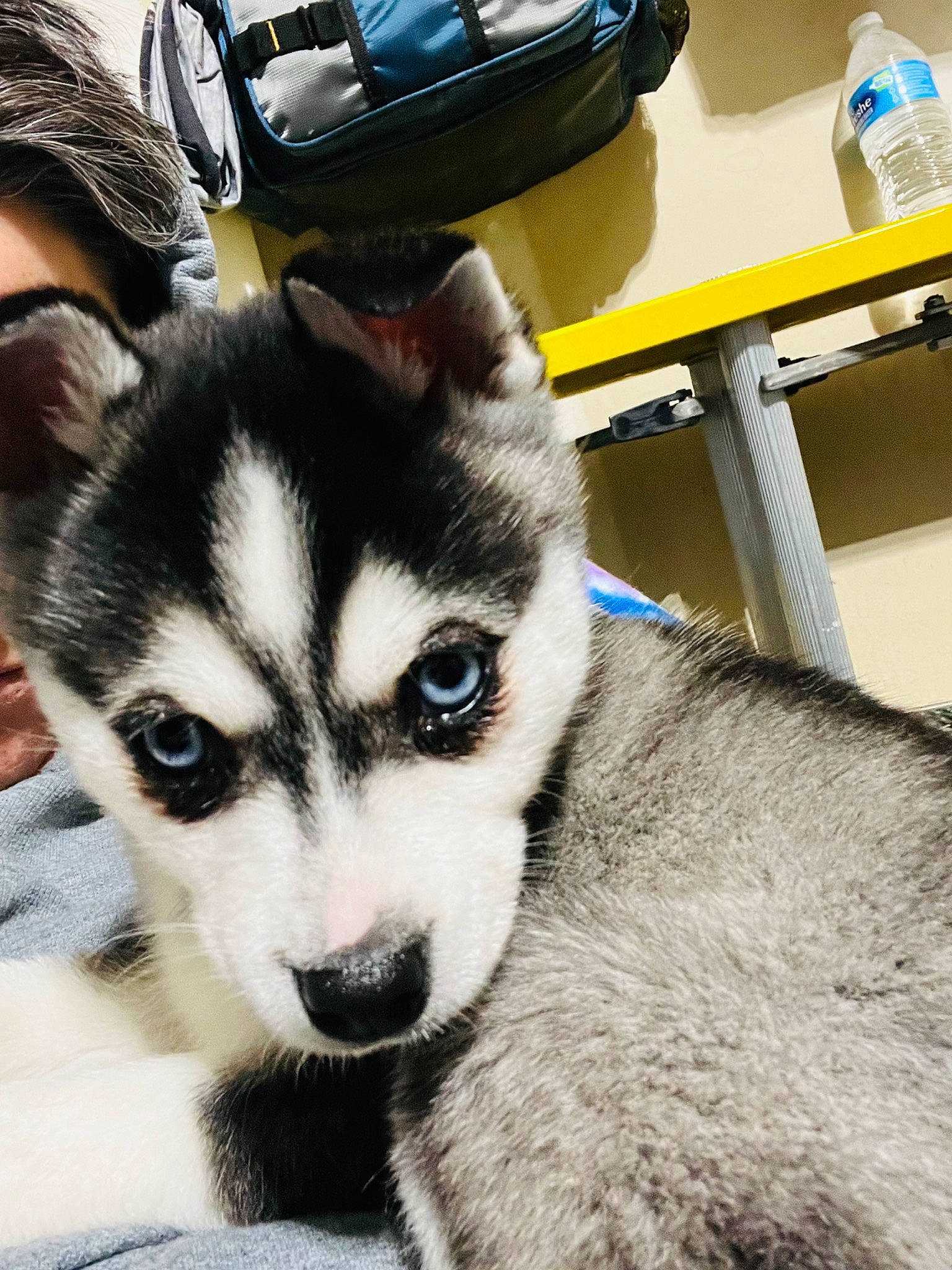 Quinn joined the competition — help win amazing prizes! bag, canidae, canis, carnivore, companion_dog, dog, dog_breed, fur, hat, luggage_and_bags, siberian_husky, sled_dog, snout, sporting_group, table, terrestrial_animal, whiskers, wildlife, working_animal, working_dog