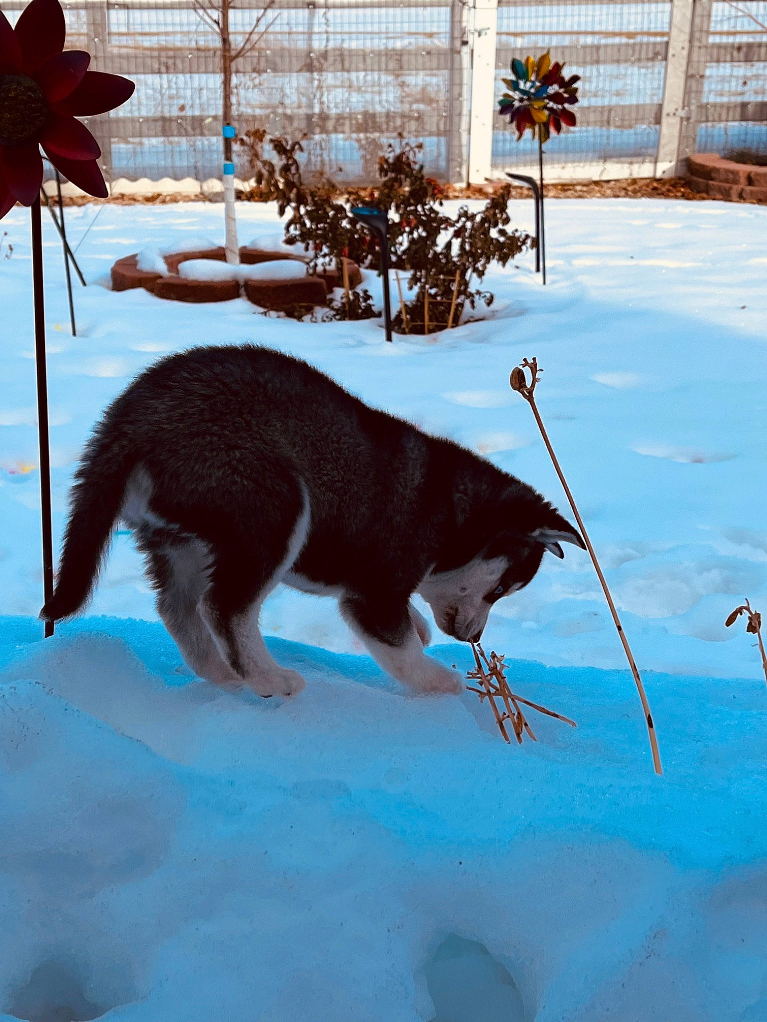 Quinn is registered to the contest to win money with this photo: canidae, carnivore, cat, dog_breed, electric_blue, fawn, felidae, fence, freezing, fur, line, paw, plant, shadow, small_to_medium_sized_cats, snow, sporting_group, tail, whiskers, winter