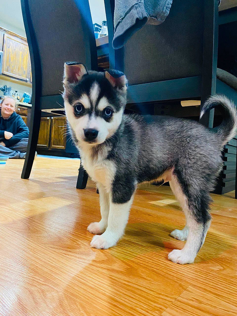 Quinn is registered to the contest to win money with this photo: ancient_dog_breeds, canidae, carnivore, chair, companion_dog, dog, dog_breed, electric_blue, flooring, fur, hardwood, non_sporting_group, puppy, sled_dog, snout, tail, window, wood, working_animal, working_dog