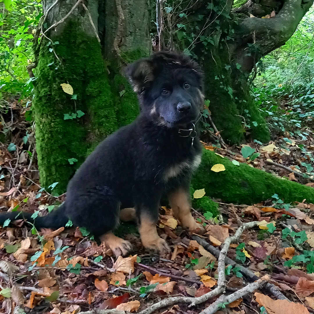 Lasķa participe au concours pour gagner de l'argent avec cette photo : affenpinscher, animal, canine, den, dog, indoors, jungle, land, leaf, nature, outdoors, pet, plant, puppy, rainforest, soil, terrier, tree, vegetation, woodland