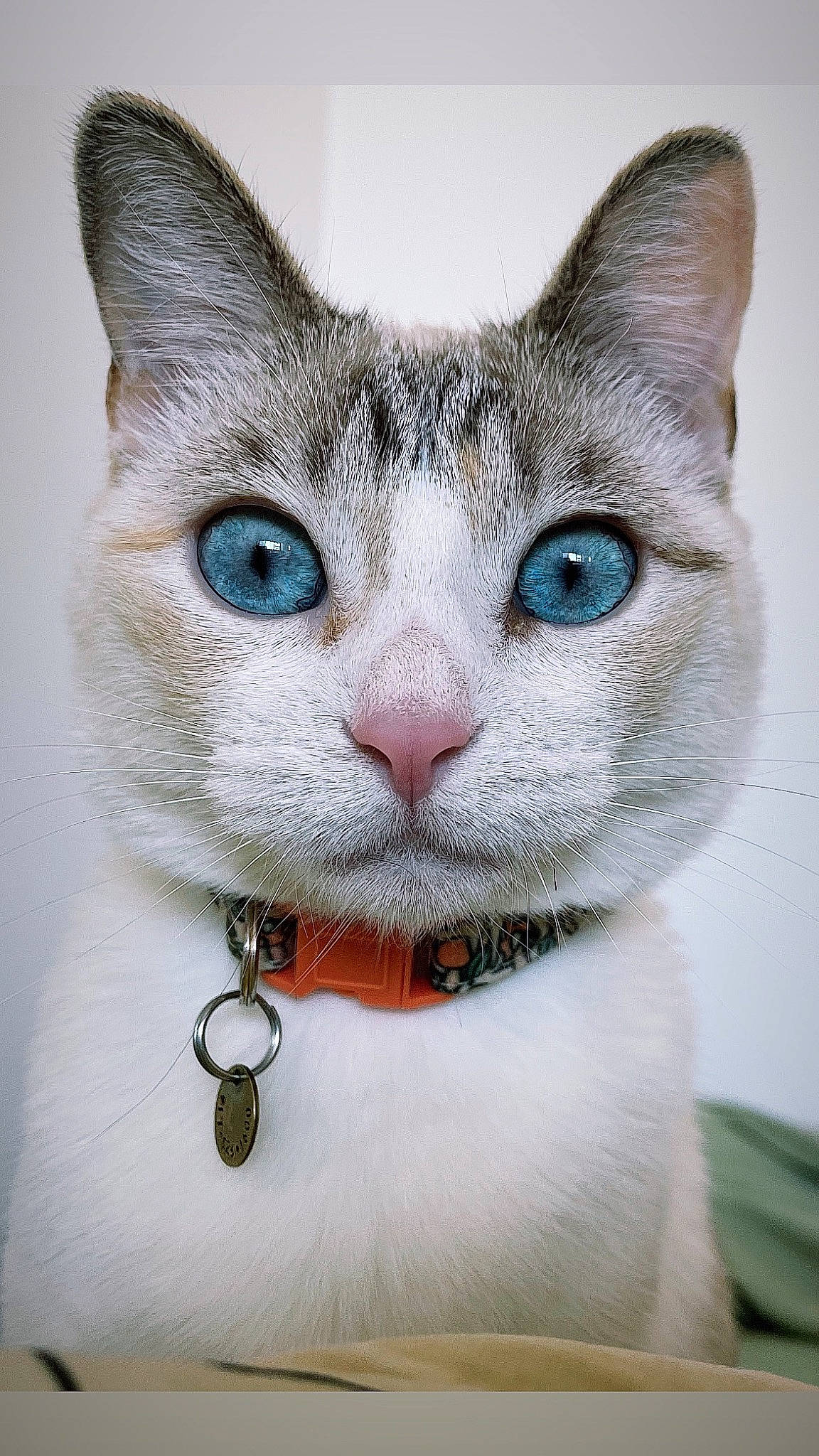 Flora joined the competition — help win amazing prizes! art, bow_tie, carnivore, cat, collar, domestic_short_haired_cat, ear, eyelash, fashion_accessory, fawn, felidae, fur, jewellery, nose, paw, small_to_medium_sized_cats, snout, tail, terrestrial_animal, whiskers