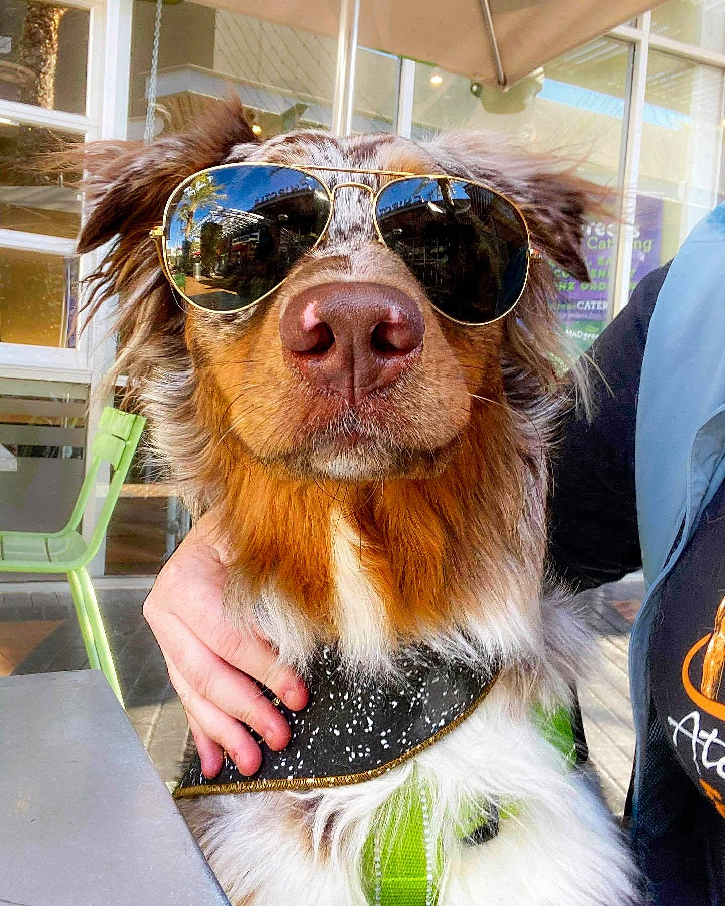 Riddler joined the competition — help win amazing prizes! canidae, carnivore, companion_dog, dog, dog_breed, dog_collar, eyewear, fawn, fur, goggles, happy, hat, liver, personal_protective_equipment, snout, sports_equipment, sunglasses, vision_care, whiskers, working_animal