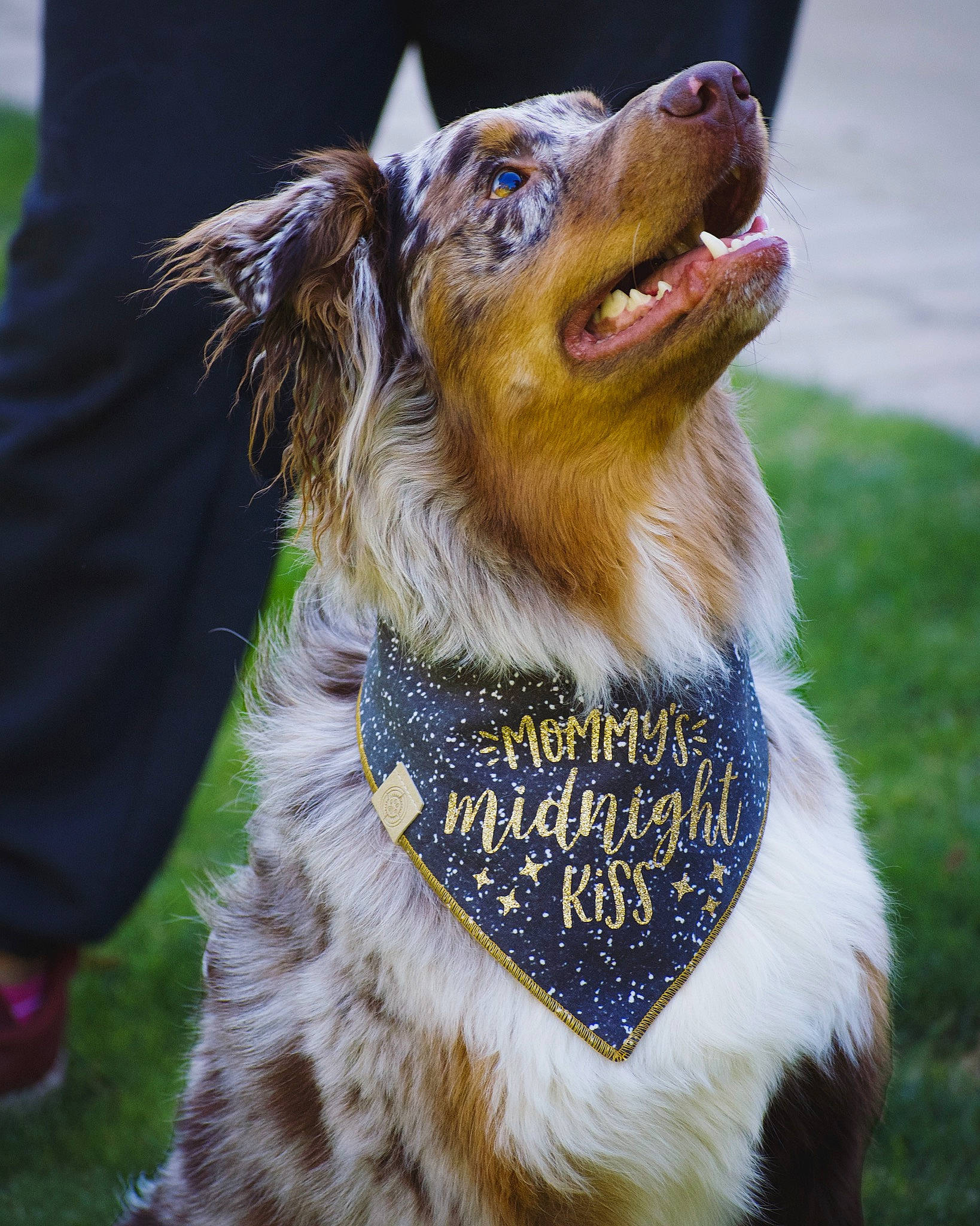 Riddler joined the competition — help win amazing prizes! canidae, carnivore, collar, companion_dog, dog, dog_breed, dog_collar, dog_sports, dog_supply, electric_blue, fawn, fur, grass, leash, pet_supply, shetland_sheepdog, snout, sporting_group, whiskers, working_dog