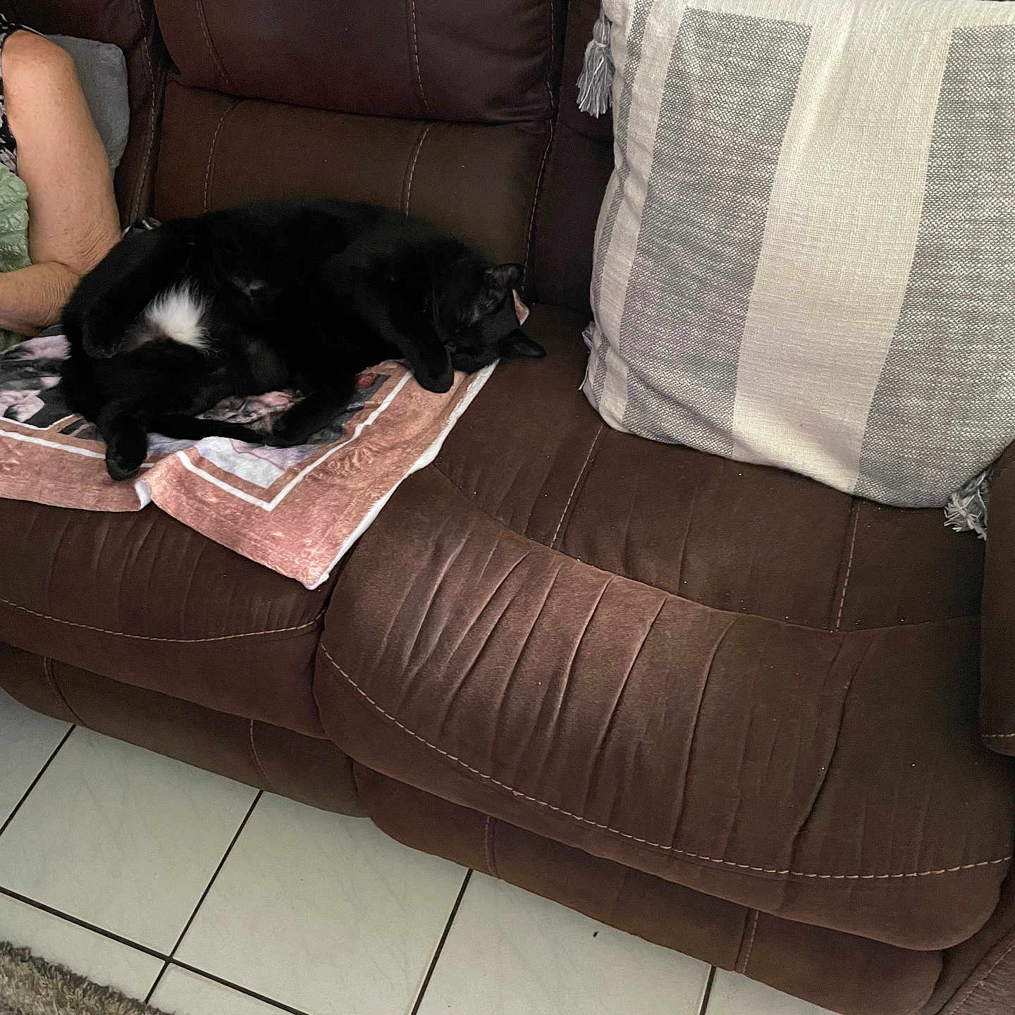 Leo is registered to the contest to win money with this photo: cat, black_cat, couch, brown_couch, towel, striped_pillow, tile_floor, rug, person, arm, relaxing, indoor, nap, sleeping_cat, furniture, cozy, home, resting, domestic, comfort