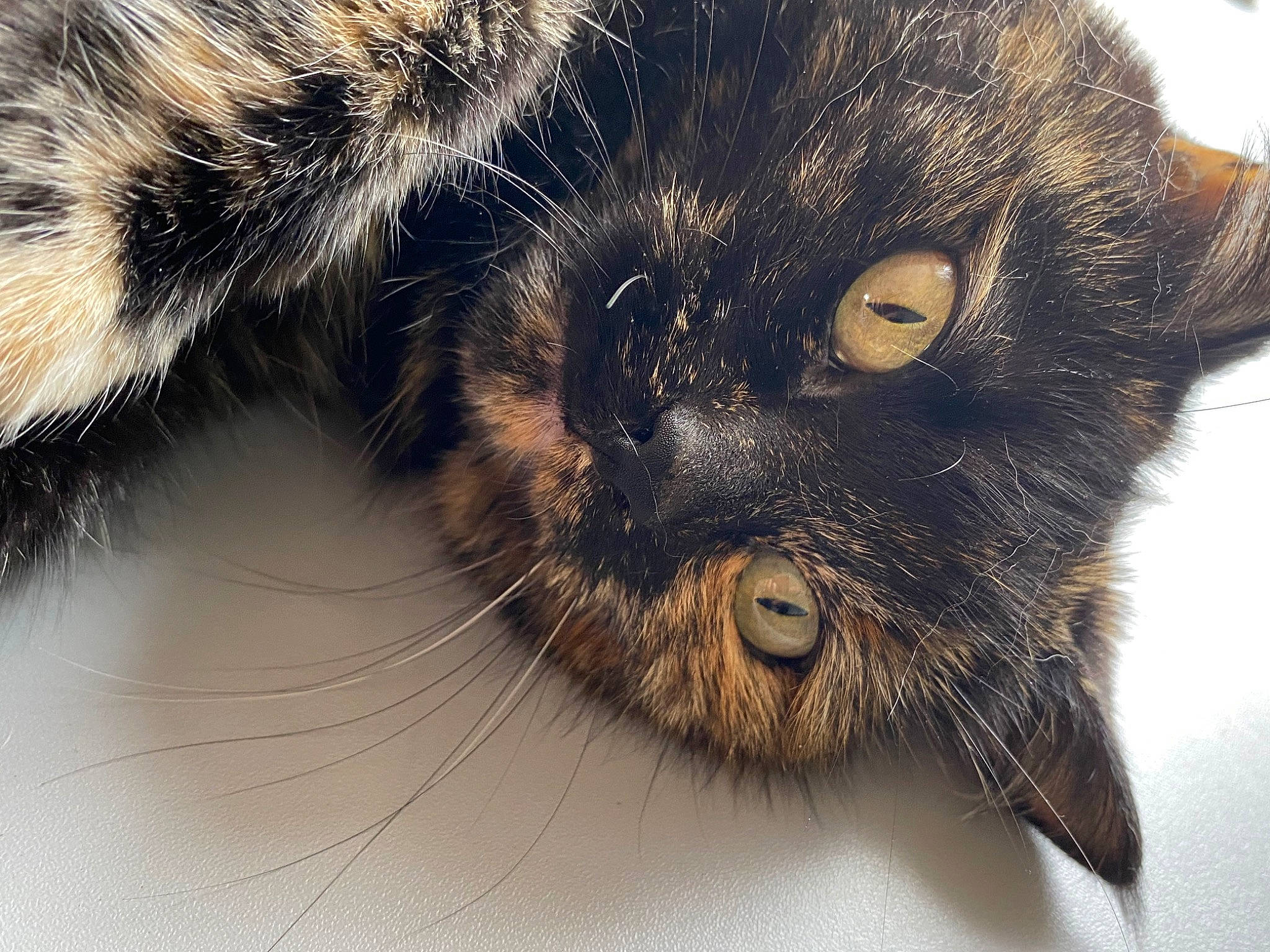 Choukette a rejoint le concours — aidez-le/la à gagner de superbes lots ! black_cat, carnivore, cat, claw, close_up, domestic_short_haired_cat, felidae, fur, paw, small_to_medium_sized_cats, snout, terrestrial_animal, whiskers, wildlife