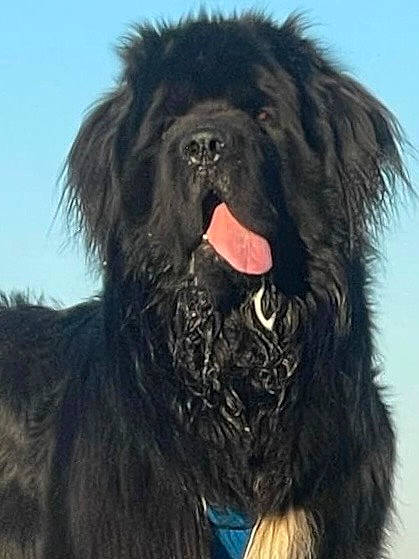 Pharos participe au concours pour gagner de l'argent avec cette photo : canidae, carnivore, companion_dog, dog, dog_breed, fur, hair, liver, non_sporting_group, primate, sky, snout, sporting_group, terrestrial_animal, toy_dog, water_dog, working_animal