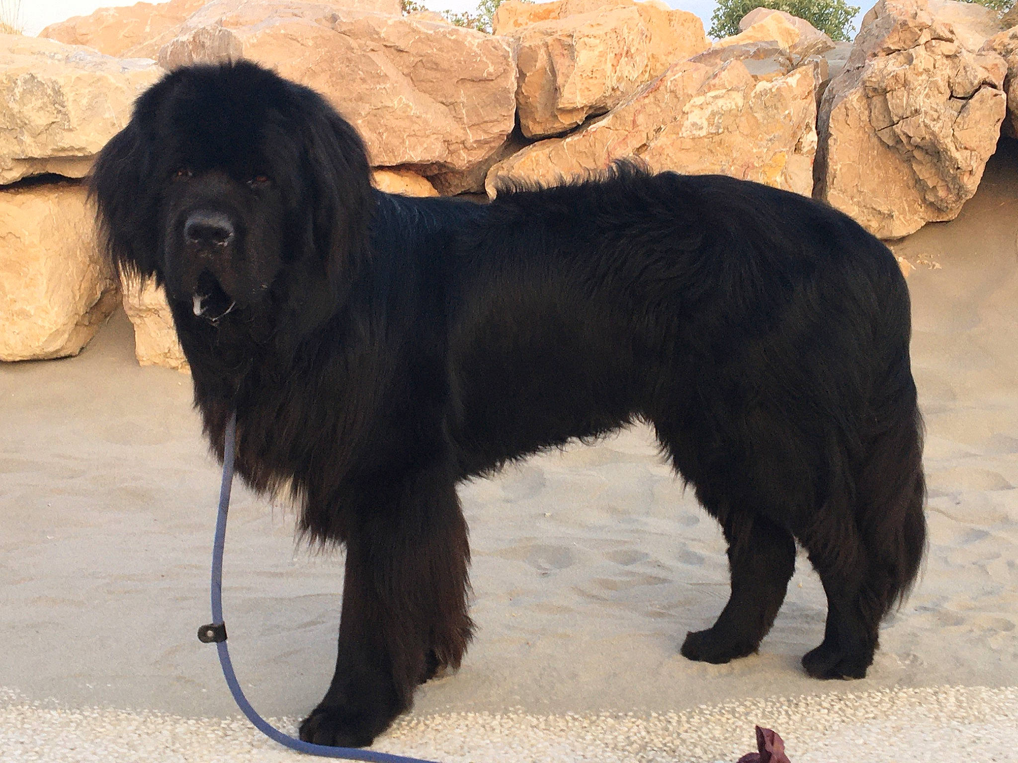 Pharos a rejoint le concours — aidez-le/la à gagner de superbes lots ! ancient_dog_breeds, canidae, carnivore, collar, companion_dog, dog, dog_breed, dog_collar, fur, gaddi_kutta, giant_dog_breed, hunting_dog, liver, snout, sporting_group, tail, terrestrial_animal, terrier, working_animal, working_dog