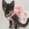 Tootsie Tindal joined the competition — help win amazing prizes! cat, kitten, tortoiseshell, pet, animal, dress, clothing, pink, white, flower_pattern, collar, bell, cute, indoor, posing, fur, whiskers, ears, paws, young