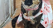 Tootsie Tindal is registered to the contest to win money with this photo: cat, tortoiseshell_cat, pet, animal, indoor, floor, tile_floor, dress, pink, white_paws, collar, bell, curious, sitting, looking_up, door_frame, wearing_clothes, cute, domestic_cat, young_cat