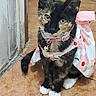 cat, tortoiseshell_cat, pet, animal, indoor, floor, tile_floor, dress, pink, white_paws, collar, bell, curious, sitting, looking_up, door_frame, wearing_clothes, cute, domestic_cat, young_cat