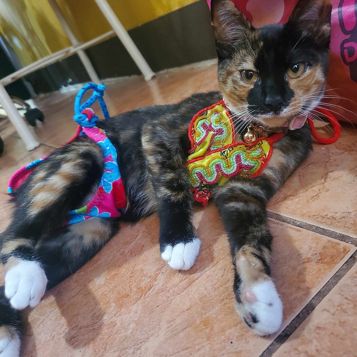 Tootsie Tindal is registered to the contest to win money with this photo: cat, calico, pet, indoor, floor, tile, harness, bell, colorful, curious, animal, whiskers, paws, relaxed, closeup, feline, domestic, cute, lying_down, background
