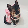 Tootsie Tindal is registered to the contest to win money with this photo: cat, kitten, calico, pet, animal, cute, pink, floral, collar, bell, white_background, sitting, fur, whiskers, ears, eyes, adorable, looking_up, domestic_cat, small