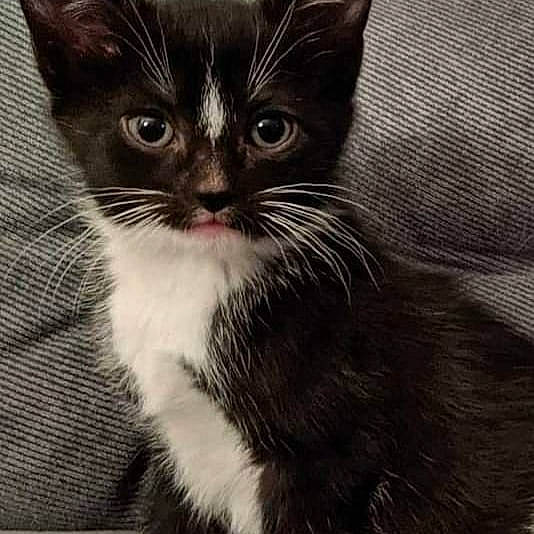 Socks joined the competition — help win amazing prizes! black_cat, carnivore, cat, claw, domestic_short_haired_cat, felidae, fur, monochrome, monochrome_photography, paw, small_to_medium_sized_cats, snout, tail, terrestrial_animal, whiskers