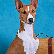 Loki participe au concours pour gagner de l'argent avec cette photo : dog, basenji, portrait, brown, white, ears, alert, sitting, pet, animal, studio, blue_background, wood, suitcase, travel, canine, fur, attention, muzzle, whiskers