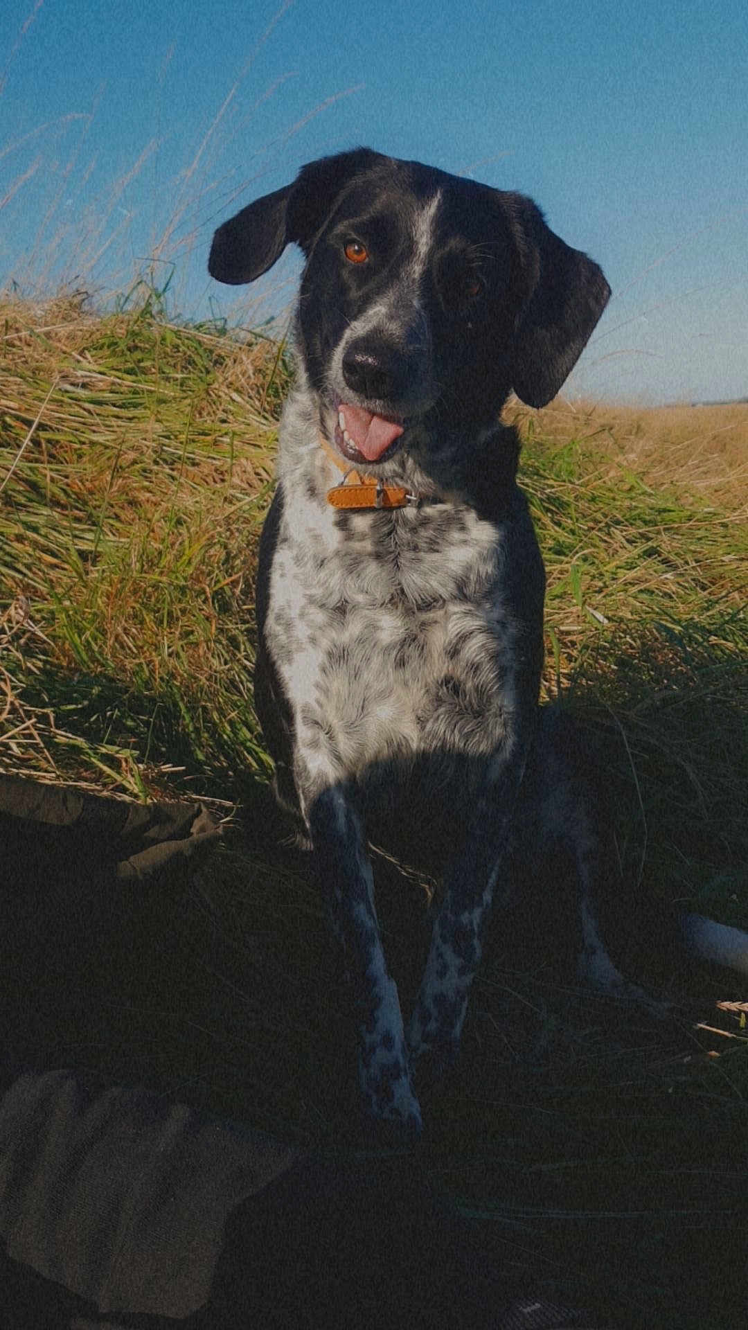 Rika a rejoint le concours — aidez-le/la à gagner de superbes lots ! dog, black_and_white, grass, outdoor, blue_sky, collar, pet, animal, sitting, happy, tongue_out, nature, field, ears, mammal, fur, cute, canine, daylight, playful