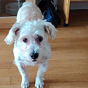 Mister Jac a rejoint le concours — aidez-le/la à gagner de superbes lots ! dog, pet, white_dog, wooden_floor, indoor, shelves, dishes, bag, curious, flooring, animal, canine, small_dog, home, furniture, looking, ears, fur, eyes, nose