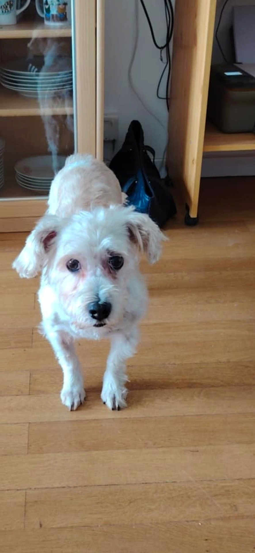 Mister Jac a rejoint le concours — aidez-le/la à gagner de superbes lots ! dog, pet, white_dog, wooden_floor, indoor, shelves, dishes, bag, curious, flooring, animal, canine, small_dog, home, furniture, looking, ears, fur, eyes, nose