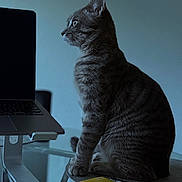 Enzo joined the competition — help win amazing prizes! cat, tabby, laptop, notebook, pen, table, indoor, pet, curious, side_view, striped, feline, technology, office, desk, workspace, sitting, gray, domestic, animal