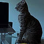 cat, tabby, laptop, notebook, pen, table, indoor, pet, curious, side_view, striped, feline, technology, office, desk, workspace, sitting, gray, domestic, animal