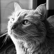 Tigger joined the competition — help win amazing prizes! animal, black_and_white, cat, close_up, curious, domestic_cat, ears, face, feline, fur, indoor, looking, mammal, pet, portrait, quiet, side_view, soft_light, whiskers, window