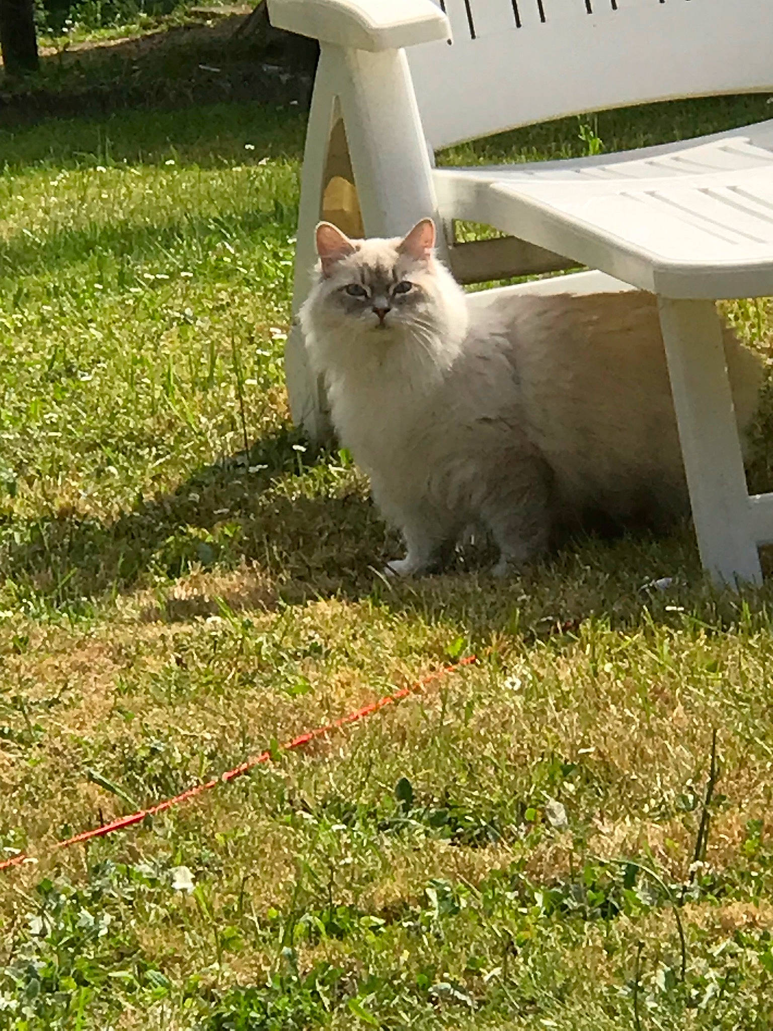 Shalimar Et Snøvann participe au concours pour gagner de l'argent avec cette photo : carnivore, cat, fawn, felidae, fur, garden, grass, grass_family, grassland, groundcover, herbaceous_plant, lawn, plant, shade, shadow, small_to_medium_sized_cats, tail, terrestrial_animal, whiskers, wood