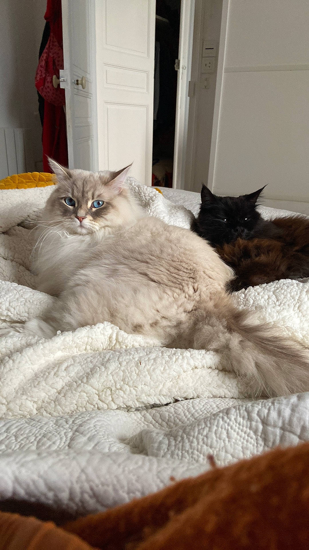 Shalimar Et Snøvann