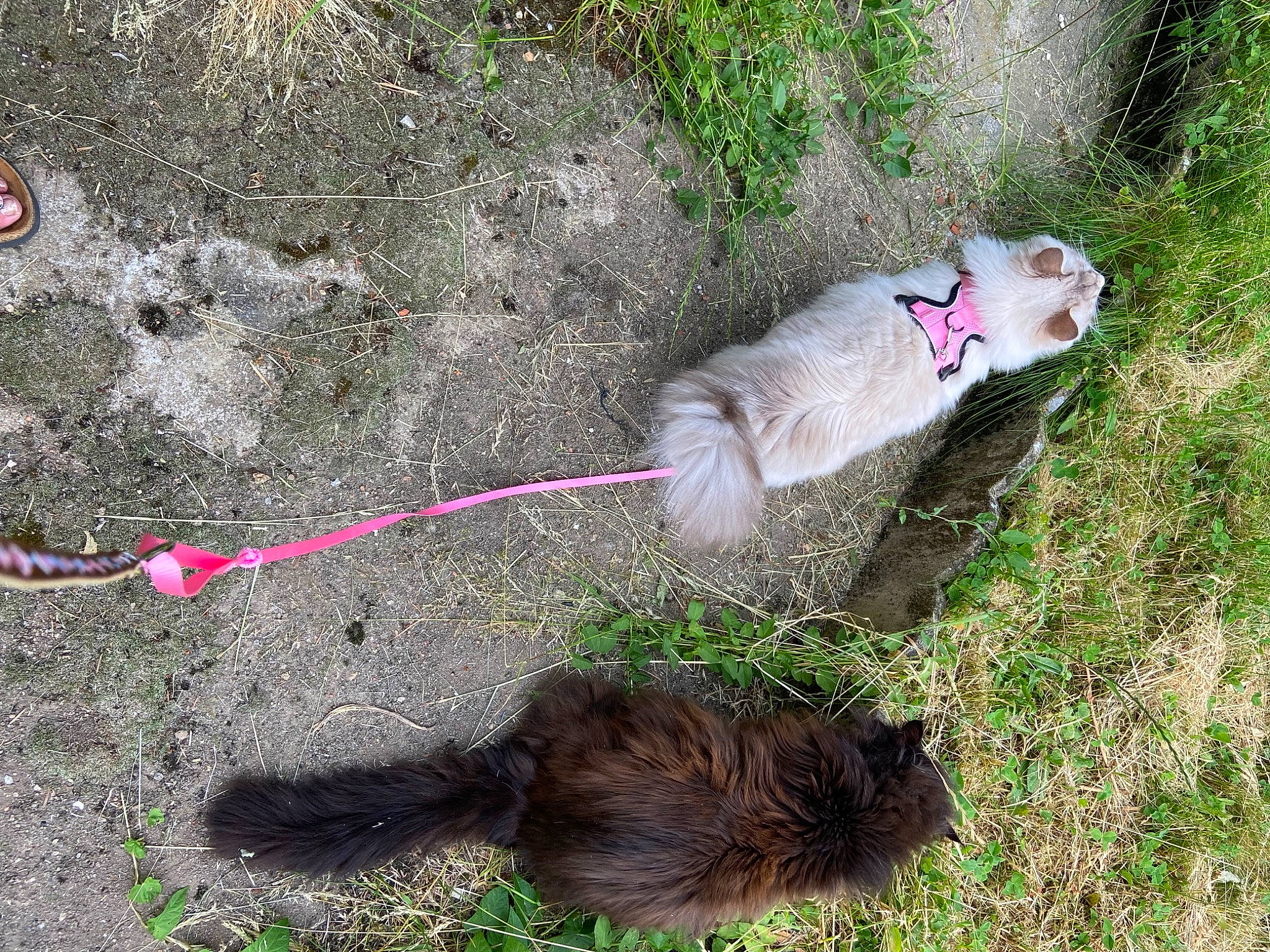 Shalimar Et Snøvann participe au concours pour gagner de l'argent avec cette photo : canidae, carnivore, collar, companion_dog, dog, dog_breed, dog_collar, fashion_accessory, fawn, felidae, fur, grass, leash, paw, pet_supply, plant, small_to_medium_sized_cats, sporting_group, tail, terrestrial_animal