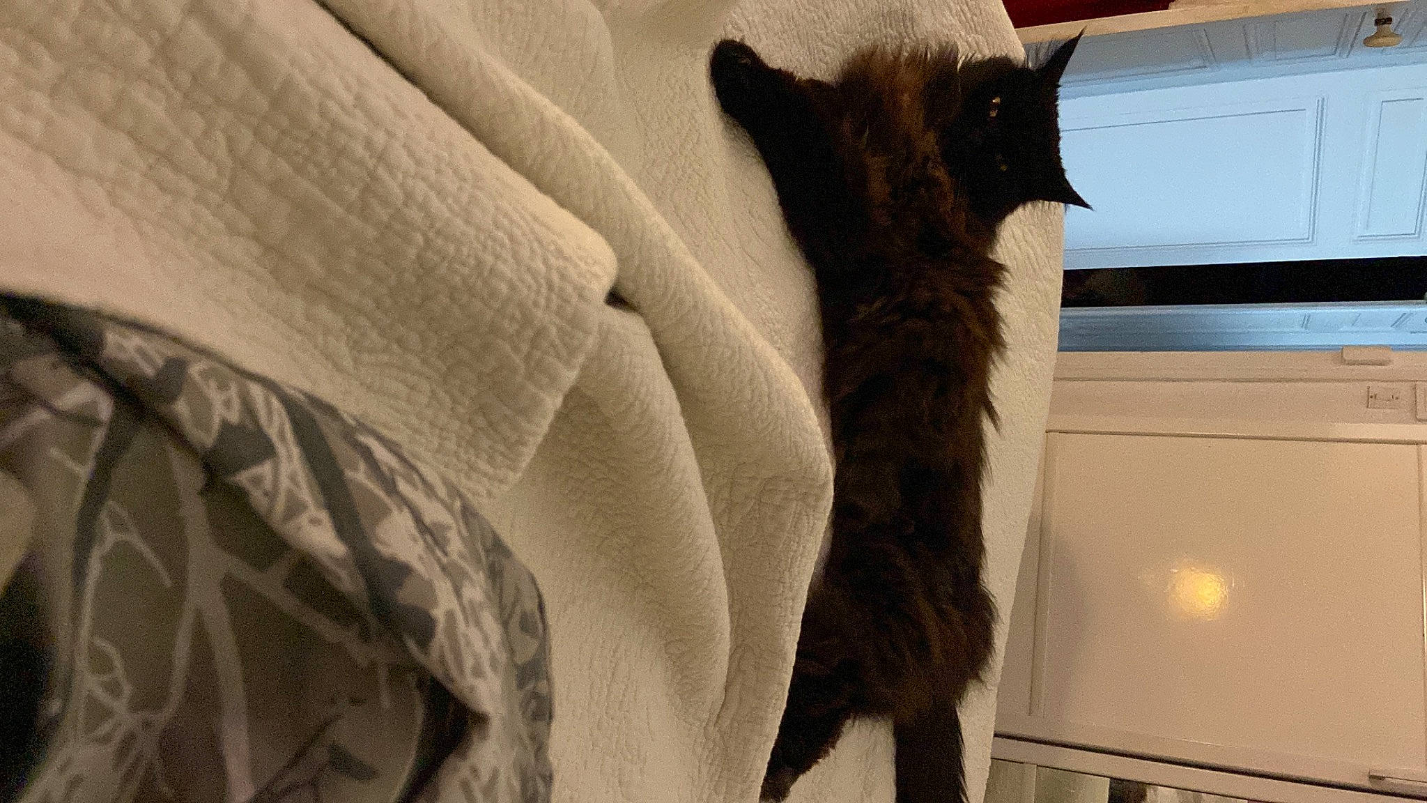 Shalimar Et Snøvann a rejoint le concours — aidez-le/la à gagner de superbes lots ! carnivore, cat, comfort, domestic_short_haired_cat, fawn, felidae, fur, grey, linens, pattern, room, sleeve, small_to_medium_sized_cats, t_shirt, tail, textile, top, whiskers, wood, wool