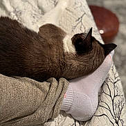 Atlas joined the competition — help win amazing prizes! cat, siamese_cat, pet, sleeping, bed, blanket, sock, foot, quilt, brown, white, cozy, indoor, resting, feline, animal, soft, texture, comfort, relaxation