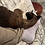 cat, siamese_cat, pet, sleeping, bed, blanket, sock, foot, quilt, brown, white, cozy, indoor, resting, feline, animal, soft, texture, comfort, relaxation