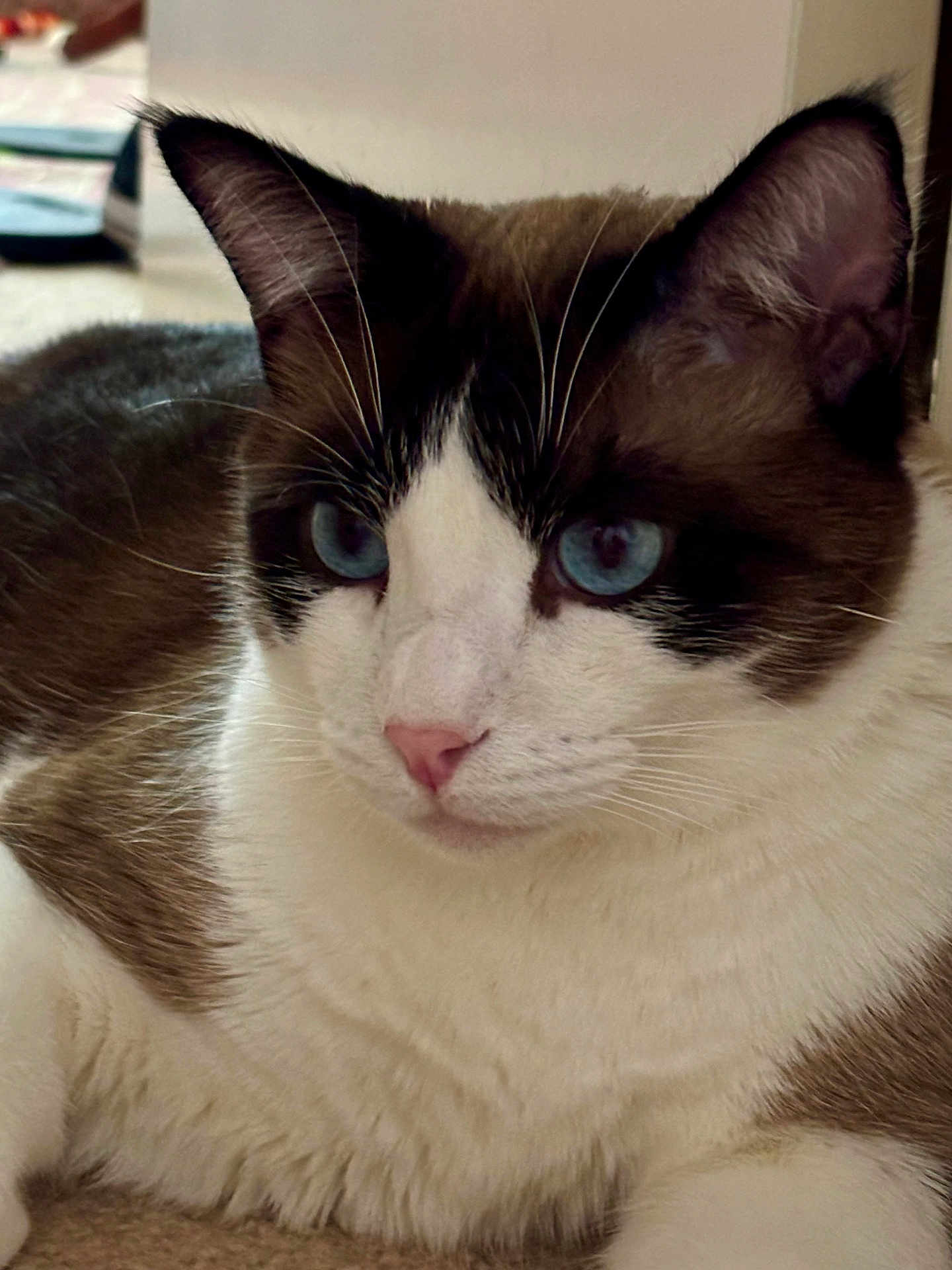 Atlas joined the competition — help win amazing prizes! cat, blue_eyes, close_up, fur, white_fur, brown_fur, indoor, pet, animal, whiskers, face, relaxed, sitting, cute, domestic_cat, feline, portrait, soft_light, laying, calm