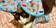 Atlas joined the competition — help win amazing prizes! cat, animal, pet, indoor, fabric, pattern, carpet, pink, white, black, blue, playful, cute, fur, whiskers, paws, floor, resting, curious, domestic