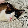 Atlas is registered to the contest to win money with this photo: cat, blue_eyes, pink_nose, white_fur, brown_fur, quilt, pattern, tree_branch, indoor, pet, animal, close_up, face, resting, relaxed, fur, whiskers, ear, bed, comfort