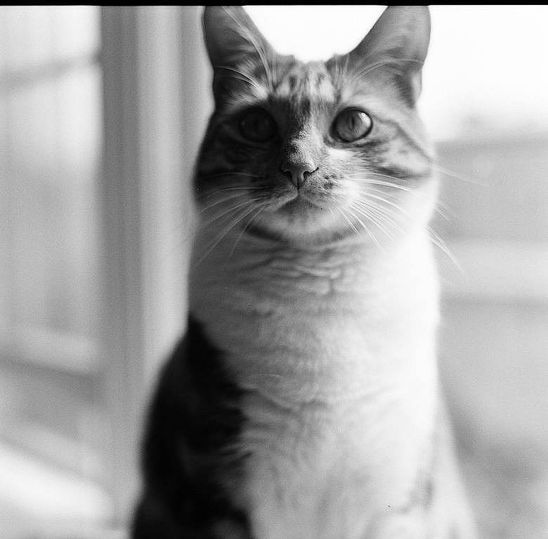Dalton is registered to the contest to win money with this photo: black_and_white, carnivore, cat, domestic_short_haired_cat, door, felidae, fur, monochrome, monochrome_photography, paw, small_to_medium_sized_cats, snout, whiskers, wildlife, window