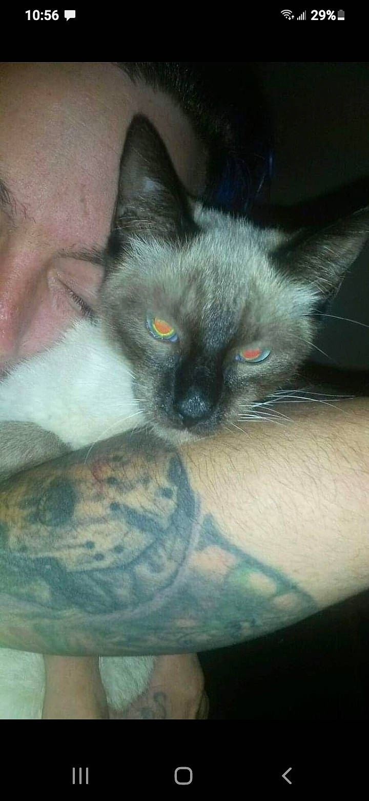 Nala is registered to the contest to win money with this photo: birman, carnivore, cat, close_up, comfort, domestic_short_haired_cat, ear, fawn, felidae, fur, iris, nose, siamese, skin, small_to_medium_sized_cats, snout, terrestrial_animal, whiskers