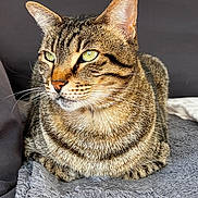 Kakou a rejoint le concours — aidez-le/la à gagner de superbes lots ! animal, blanket, cat, closeup, cute, domestic_animal, ears, eyes, feline, fur, gray, indoor, mammal, pet, portrait, relaxed, resting, soft, tabby_cat, whiskers
