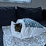 animal, bed, blanket, canine, cat, cushion, dog, dogbed, furniture, homedecor, kitten, pet, pillow