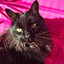 animal, black_cat, cat, closeup, domestic_cat, feline, fluffy, indoor, long_hair, looking_at_camera, pet, pink_background, portrait, relaxed, shadow, soft_light, sunlight, texture, whiskers, yellow_eyes