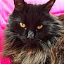 animal, black_cat, cat, close_up, closeup, cute, domestic_cat, ears, feline, fluffy_fur, fur, indoor, muzzle, pet, pink_background, portrait, relaxed, texture, whiskers, yellow_eyes
