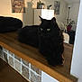 black_cat, cabinet, cat, cozy, decor, domestic, furniture, greenery, houseplant, indoor, lamp, painting, pet, plant, quiet, relaxed, resting, shadow, table, wooden_surface
