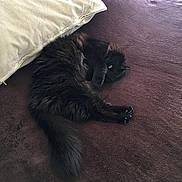 Jules a rejoint le concours — aidez-le/la à gagner de superbes lots ! animal, bed, black_cat, blanket, cat, cozy, cute, domestic_cat, fluffy, fur, home, indoor, nap, pet, pillow, relaxed, resting, sleeping, soft, tail