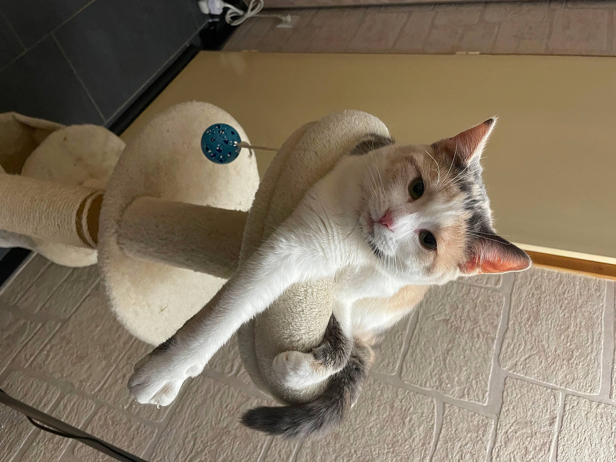 Twixy participe au concours pour gagner de l'argent avec cette photo : balinese, carnivore, cat, claw, domestic_short_haired_cat, fawn, felidae, fur, paw, small_to_medium_sized_cats, snout, stuffed_toy, tail, terrestrial_animal, thai, toy, whiskers, wood