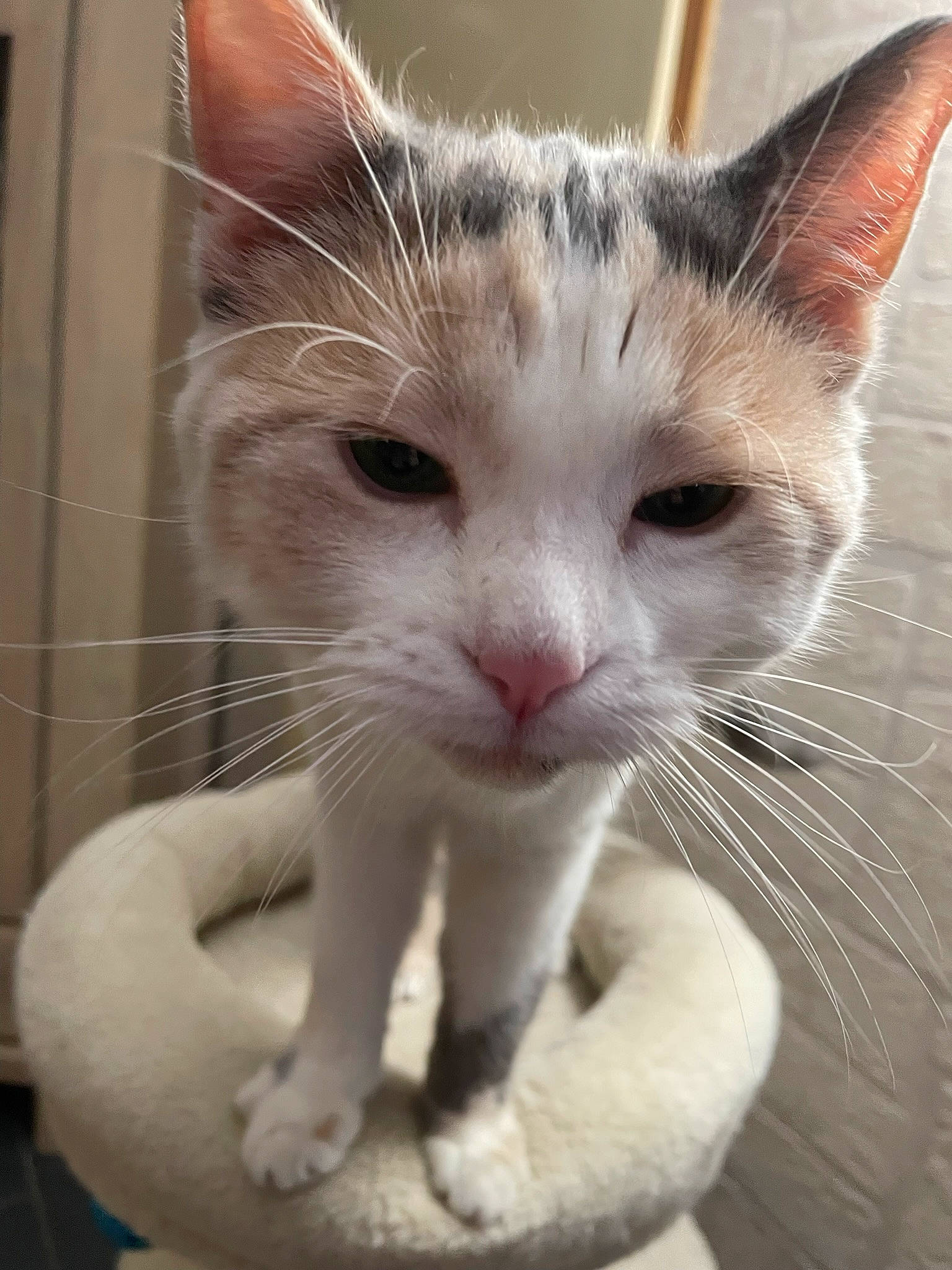 Twixy a rejoint le concours — aidez-le/la à gagner de superbes lots ! carnivore, cat, claw, domestic_short_haired_cat, ear, eye, fawn, felidae, fur, mammal, nose, paw, pet_supply, small_to_medium_sized_cats, snout, vertebrate, whiskers, window