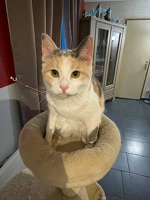 Twixy a rejoint le concours — aidez-le/la à gagner de superbes lots ! carnivore, cat, cat_furniture, domestic_short_haired_cat, door, felidae, flooring, fur, hardwood, paw, pet_supply, plaster, sculpture, sitting, small_to_medium_sized_cats, tail, whiskers, wood