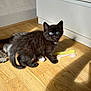 Akimi a rejoint le concours — aidez-le/la à gagner de superbes lots ! animal, black_cat, blue_eyes, curious, cute, domestic_cat, feline, flooring, household, indoor, kitten, pet, playful, shadow, small_animal, sunlight, toy_fork, toy_spoon, wooden_floor, young_cat