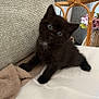 Akimi participe au concours pour gagner de l'argent avec cette photo : animal, black_cat, blanket, chair, cozy, curious, cushion, cute, domestic_animal, flower, fur, furniture, indoor, kitten, pet, resting, small, soft, wicker, young