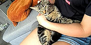 Alaska participe au concours pour gagner de l'argent avec cette photo : animal, casual, cat, comfort, cute, furniture, holding, home, indoor, lap, legs, panda_toy, person, pet, plush_toy, relaxed, shorts, sofa, tabby_cat, tshirt
